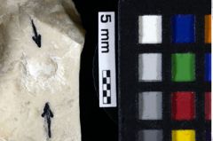 Foto (Detailansicht) von Cyclothyreus sp. (NHMW-GEO-1990-0041-0106)